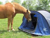 Stages Poney Confirmé avec passage Galop et Stages Aventure Bivouac 